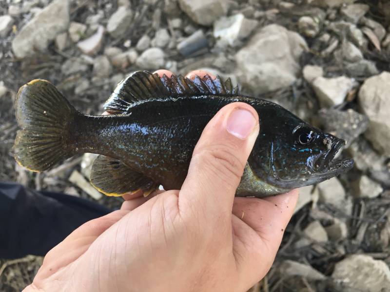 Green sunfish in Central