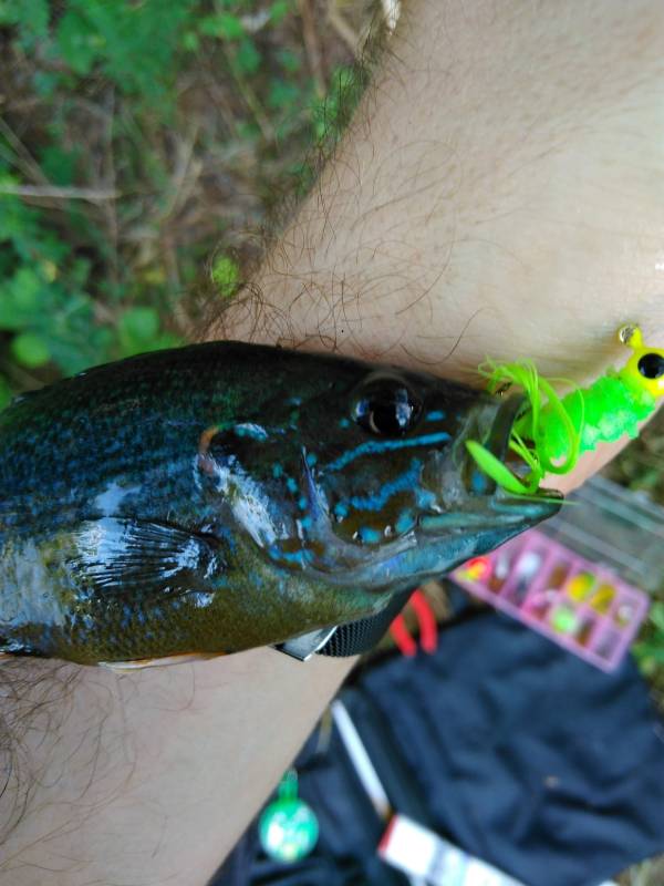 Green sunfish in Virginia