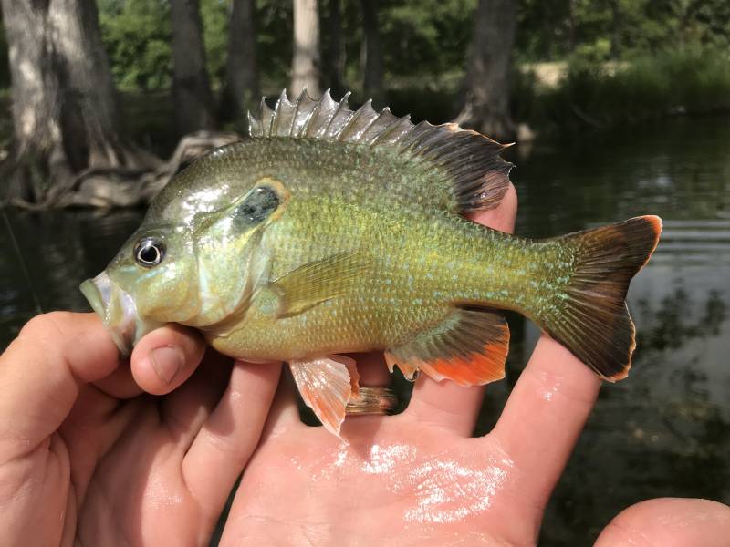 Green sunfish in Grey Forest
