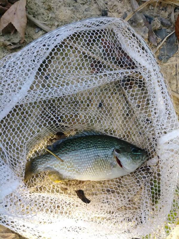 Green sunfish in Wingate