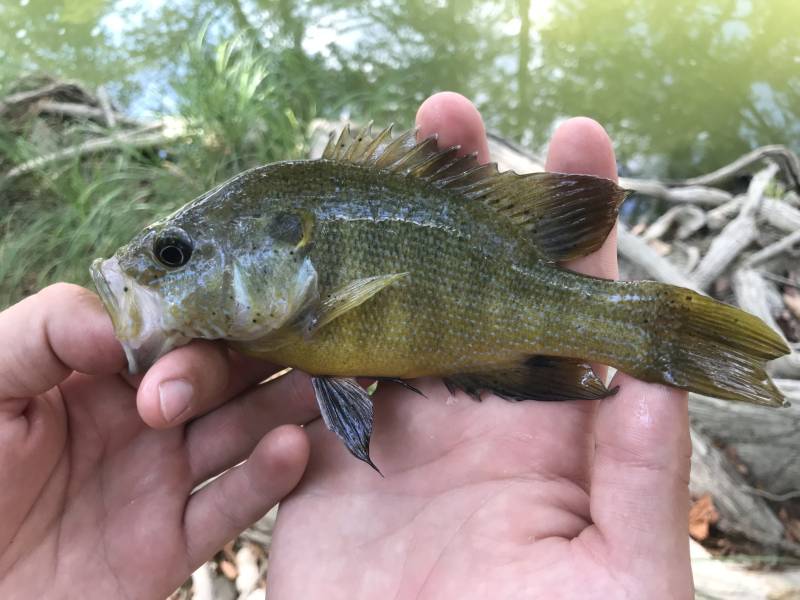 Green sunfish in Round Rock