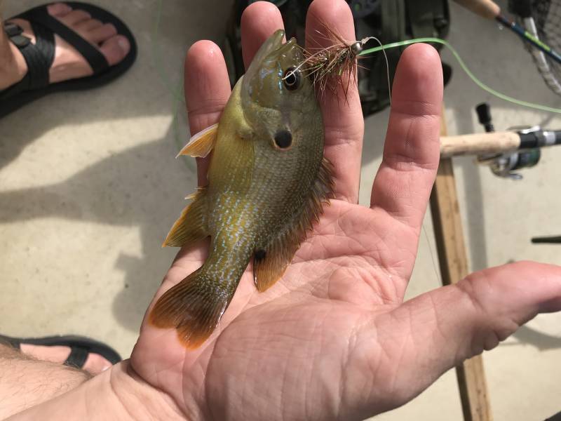 Green sunfish in Bryan