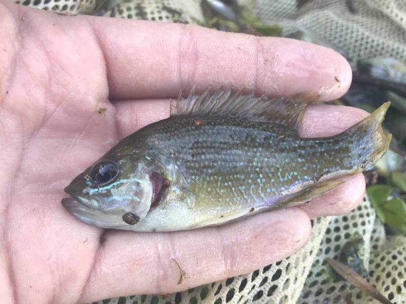 Green sunfish in College Station