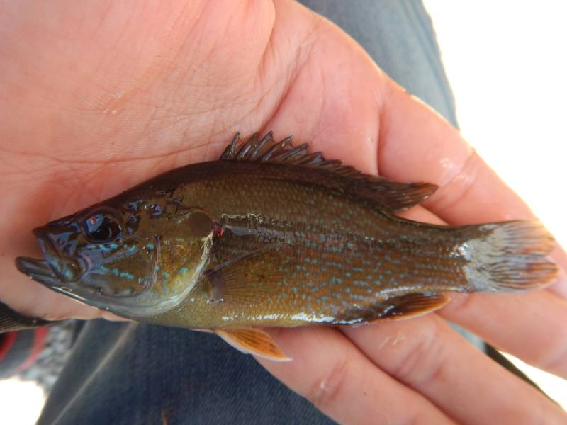 Green sunfish in Granbury