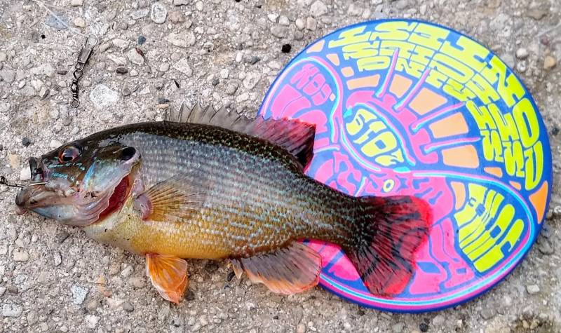 Green sunfish in Berwyn