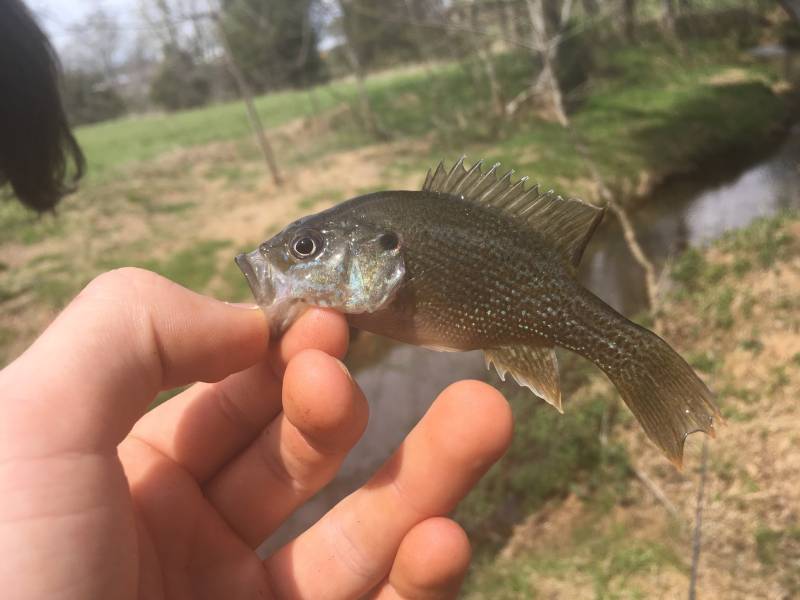 Green sunfish in Roxboro