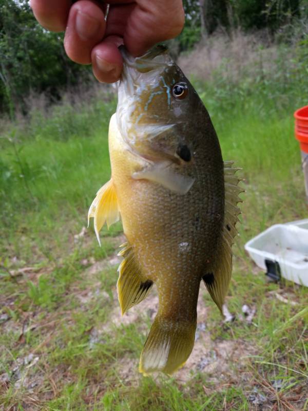 Green sunfish in Louisiana