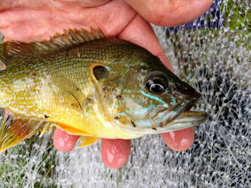 Green sunfish in Louisiana