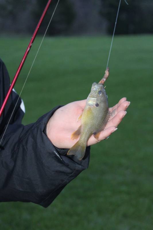 Green sunfish in Woodville
