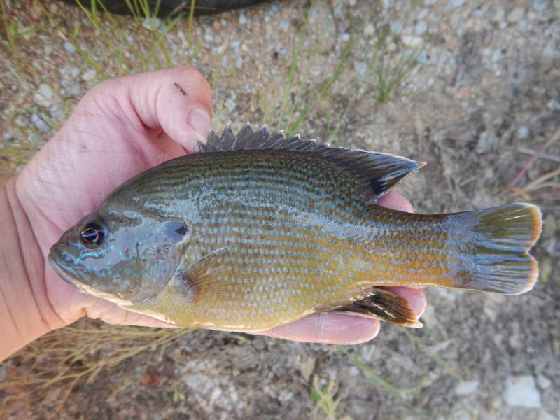 Green sunfish in Granger