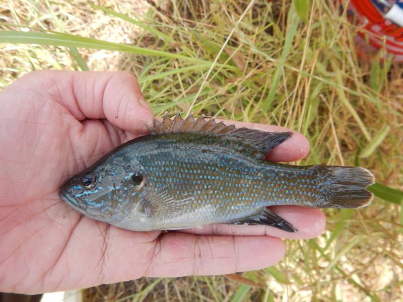 Green sunfish in Rockdale