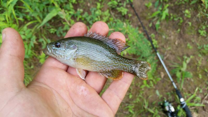 Green sunfish in Erin