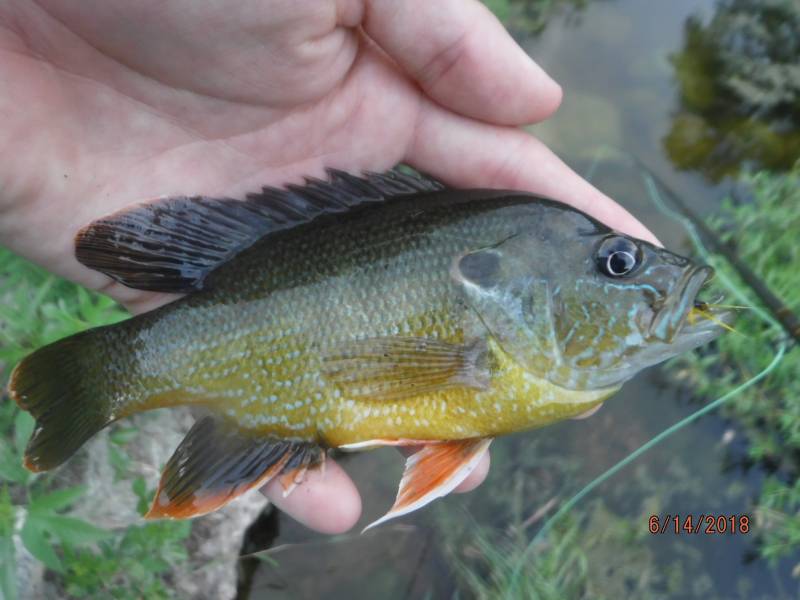 Green sunfish in Bryan