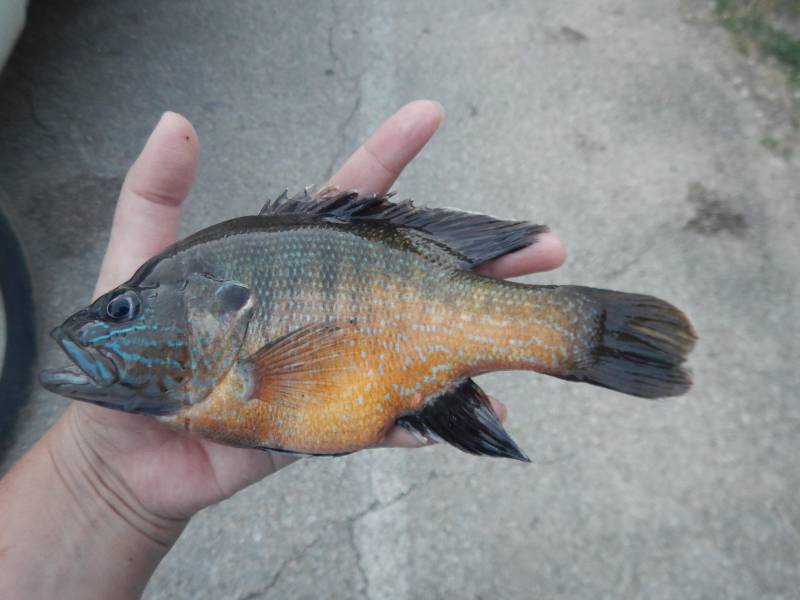 Green sunfish in Belton Lake