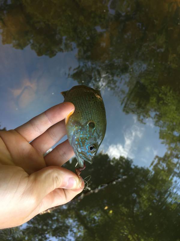 Green sunfish in Apex
