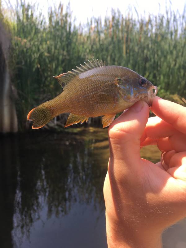 Green sunfish in Beaverton