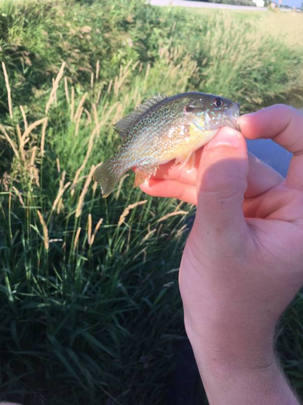 Green sunfish in Clio