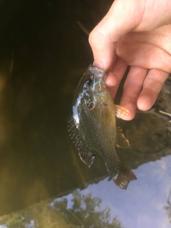 Green sunfish in Clio