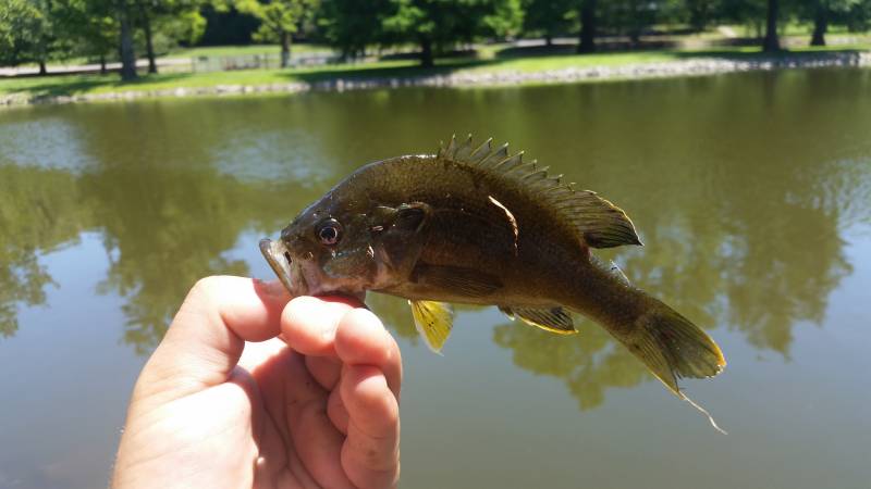 Green sunfish in Mount Juliet