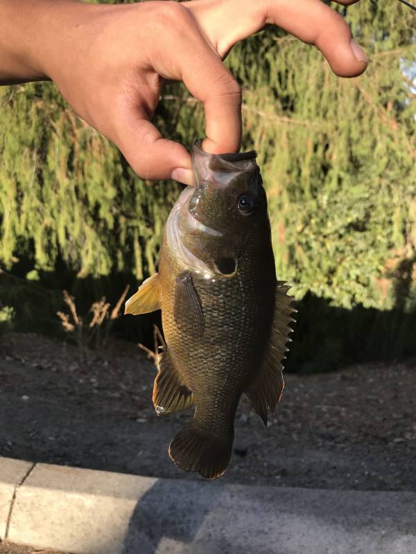 Green sunfish in California