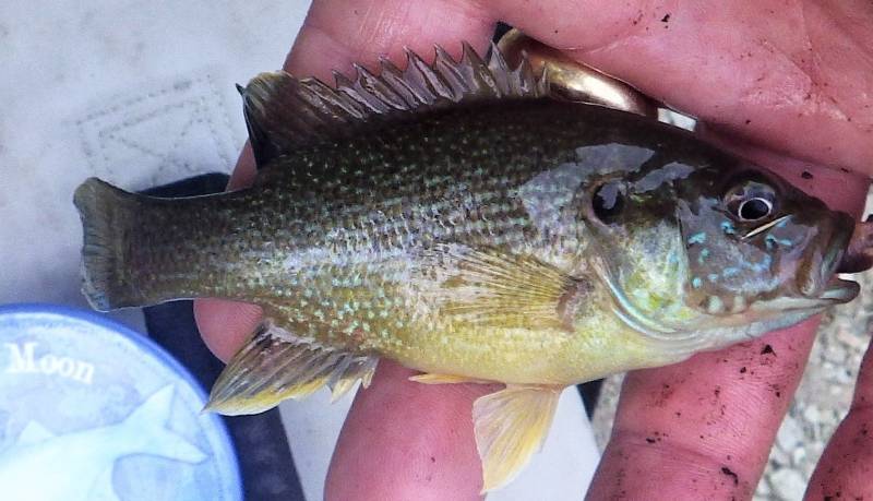 Green sunfish in Mount Prospect