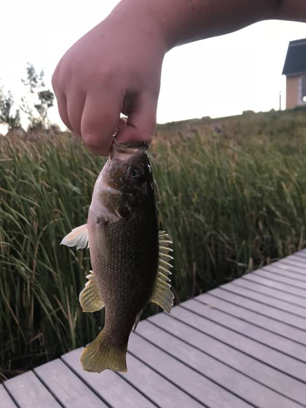 Green sunfish in Park City