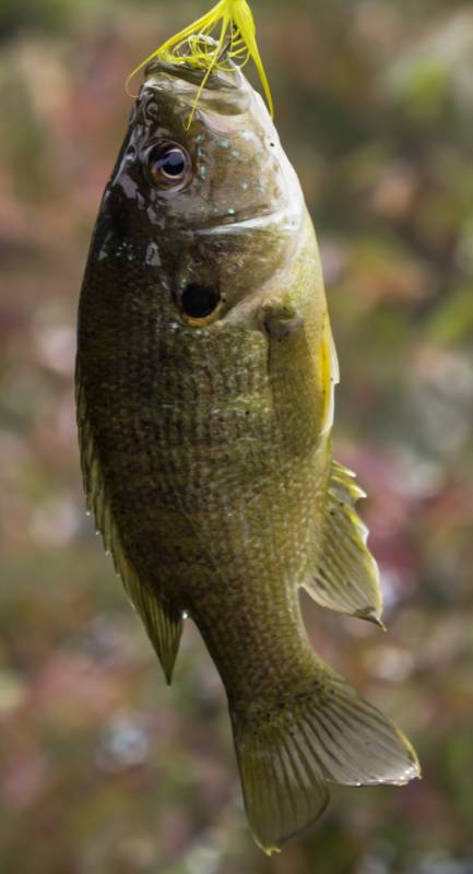 Green sunfish in Sun Prairie