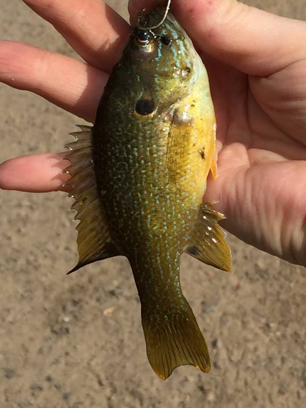 Green sunfish in Willits