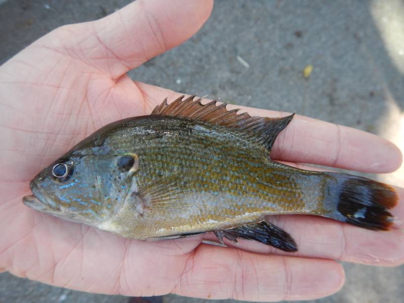 Green sunfish in San Marcos