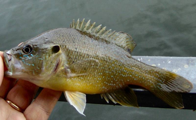 Green sunfish in Yellville