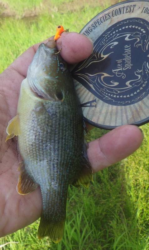 Green sunfish in Missouri