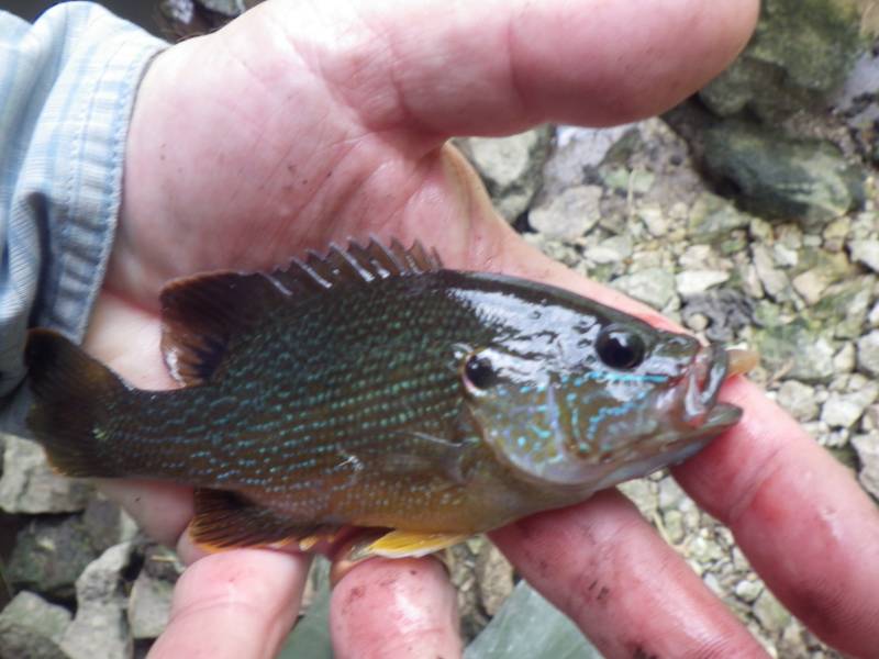 Green sunfish in DuPage County