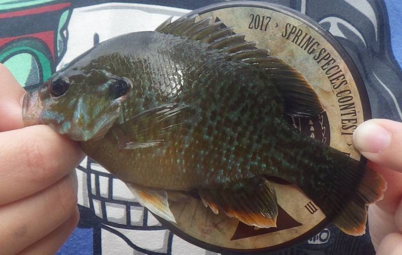 Green sunfish in Mount Prospect