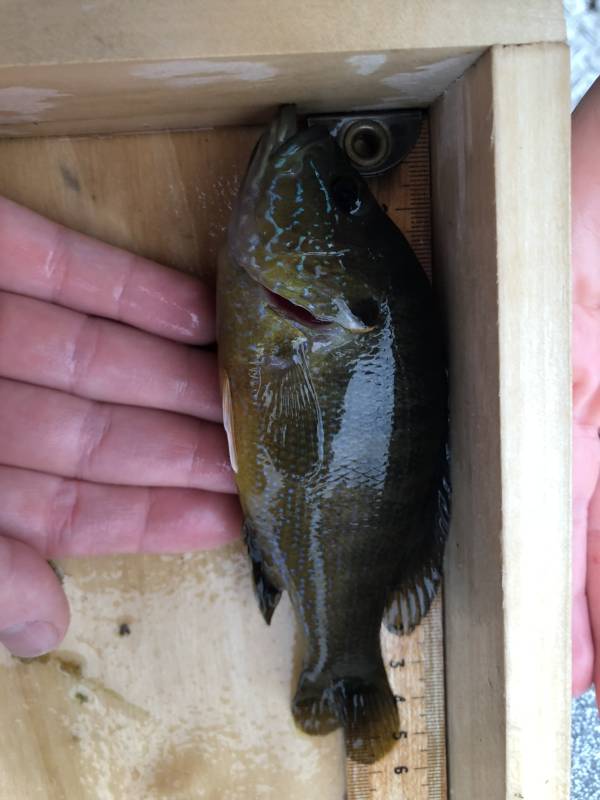Green sunfish in Stockton