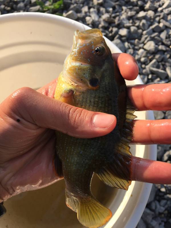 Green sunfish in Town of Cheektowaga
