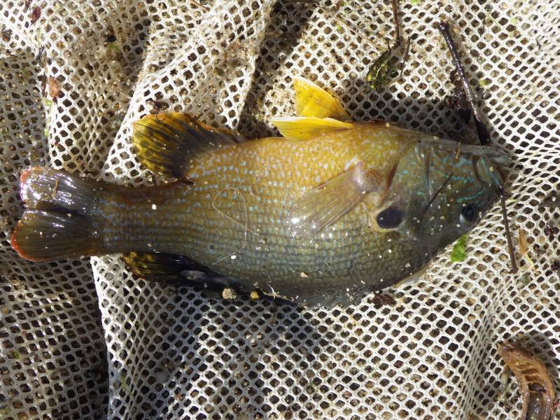 Green sunfish in Santa Clarita