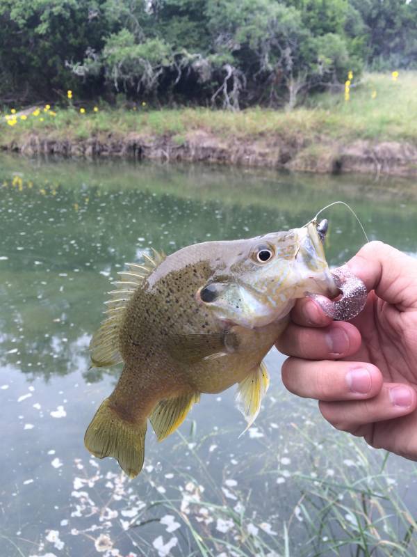 Green sunfish in Helotes