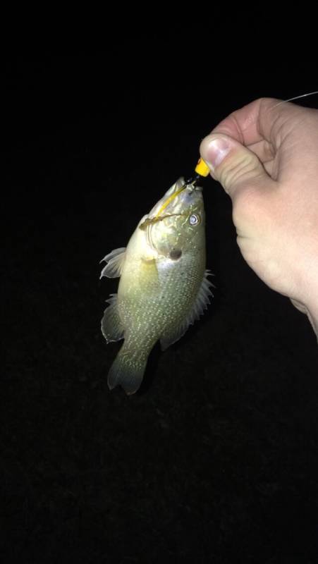 Green sunfish in Windcrest