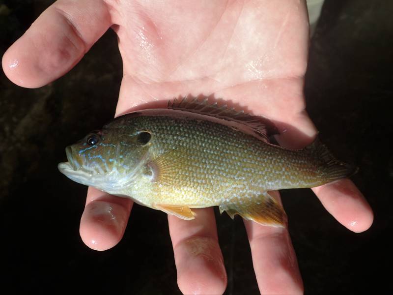 Green sunfish in Lithopolis