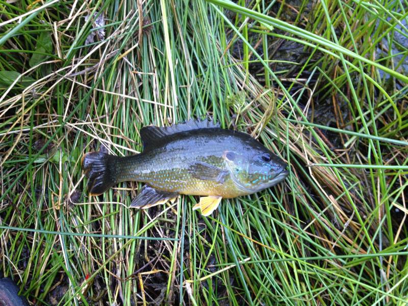 Green sunfish in Keyes