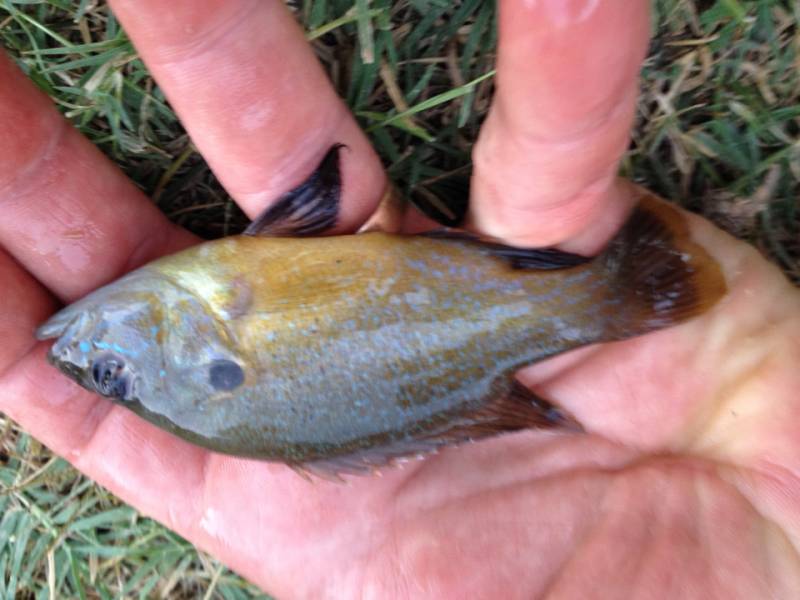 Green sunfish in Granger