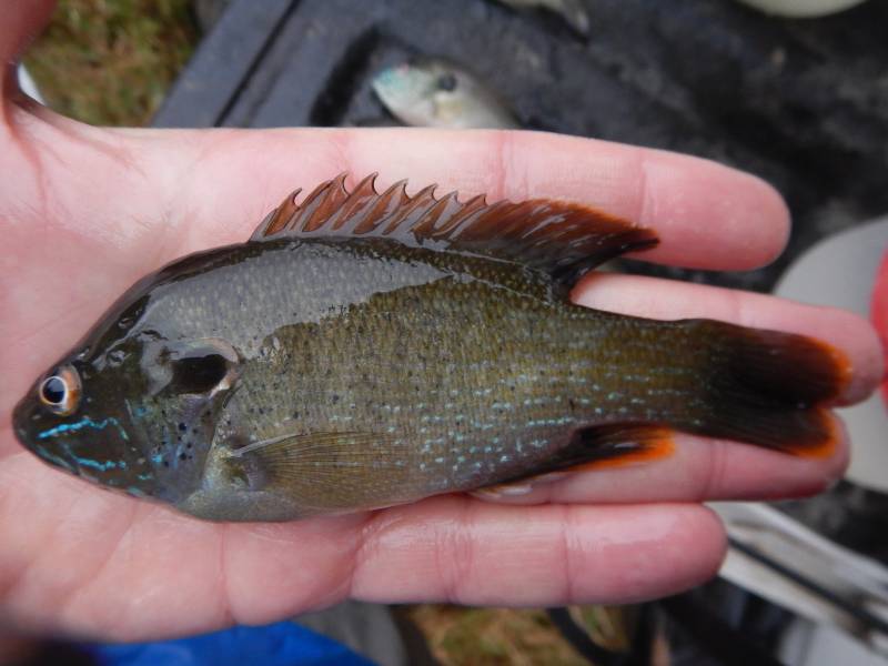 Green sunfish in Pampa