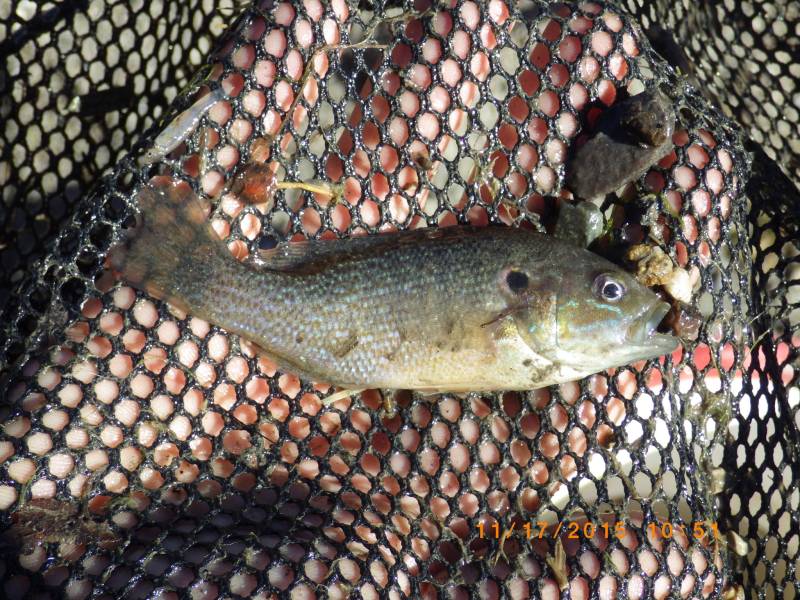 Green sunfish in Santa Clarita