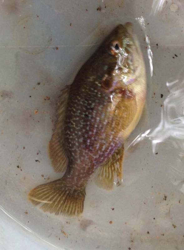 Green sunfish in Lake Saint Croix Beach