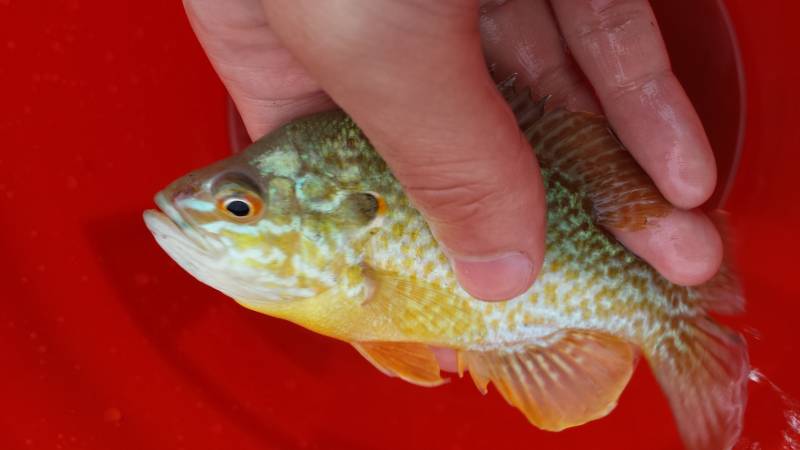 Green sunfish in Greensburg