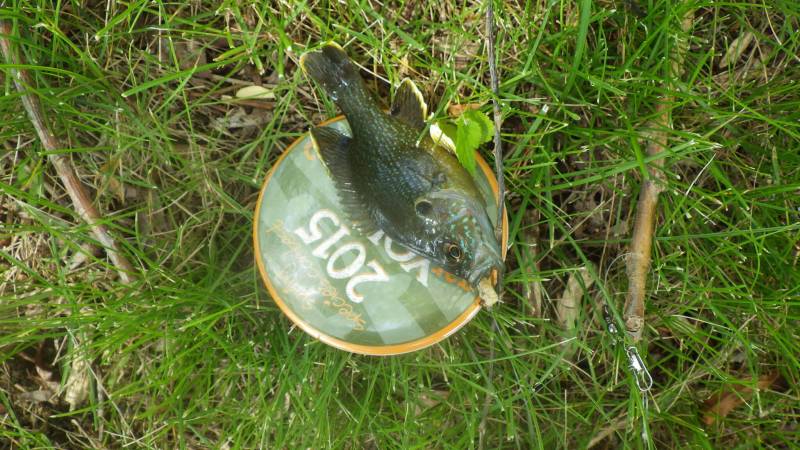 Green sunfish in DuPage County