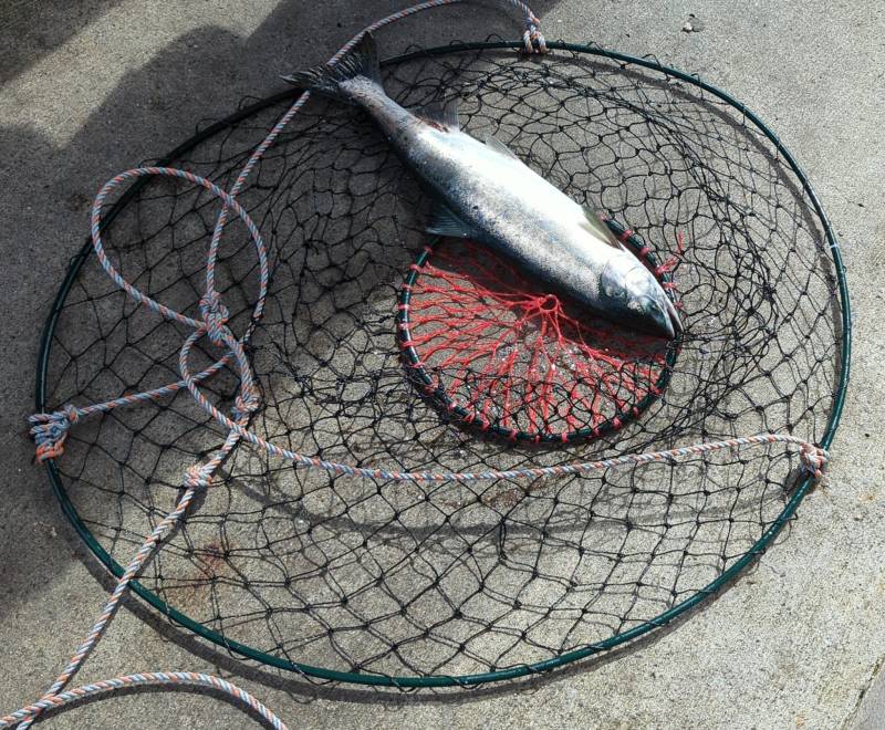 Pink salmon in Washington