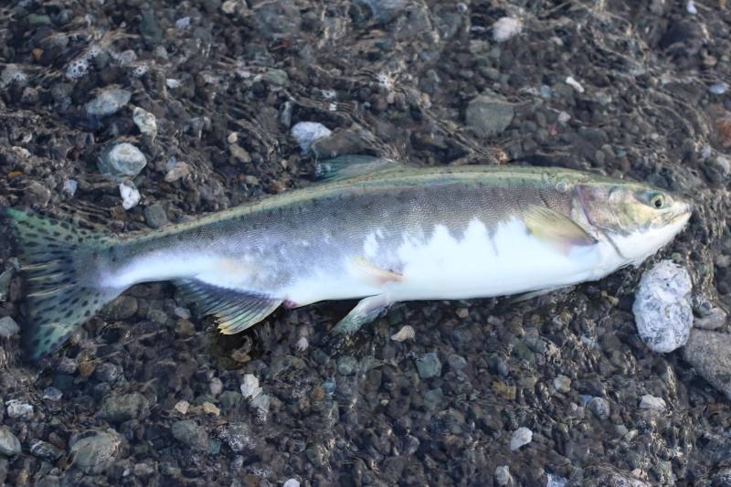 Pink salmon in Homer