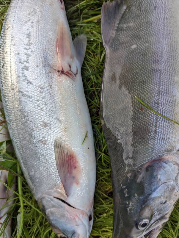 Pink salmon in Kenai