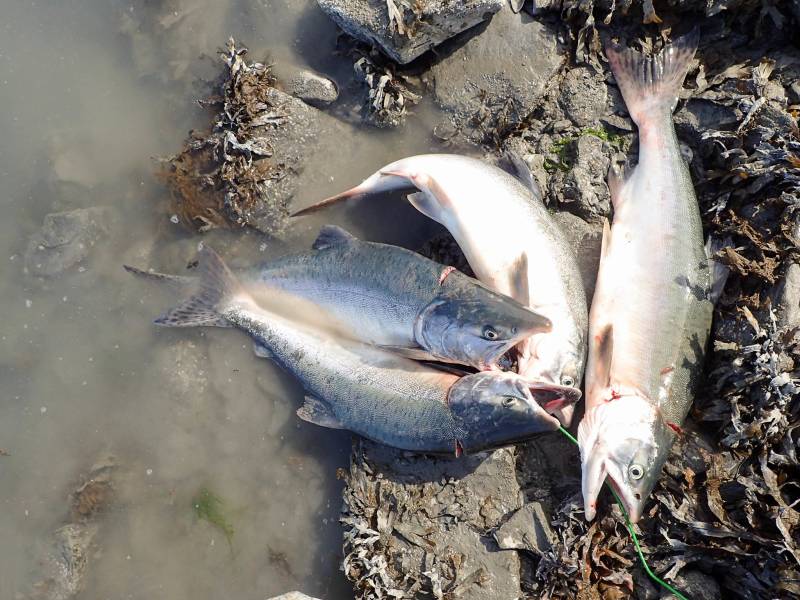 Pink salmon in United States